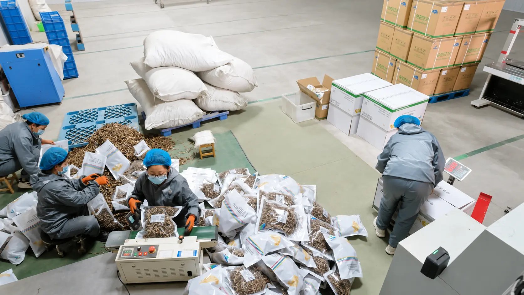 Manufacturer staff inspecting dao di Chinese herb roots with a farmer