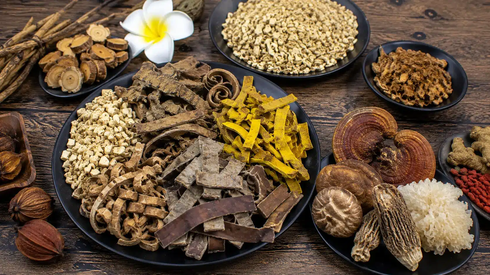 Bark, fungi and specialty herbal materials for international buyers