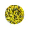 Clear view of chrysanthemum flower