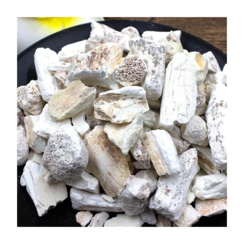 Close-up detail of fossilized bone