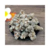 Clear view of notoginseng root