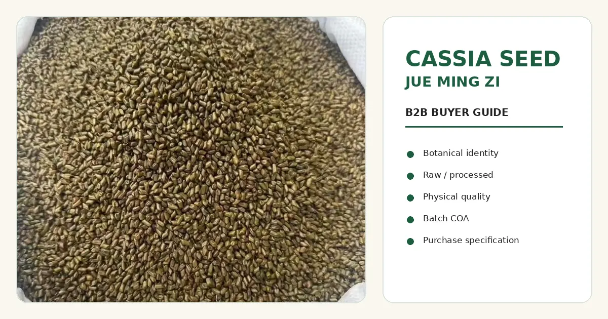 Cassia Seed Jue Ming Zi whole seeds arranged for botanical identity and bulk specification review