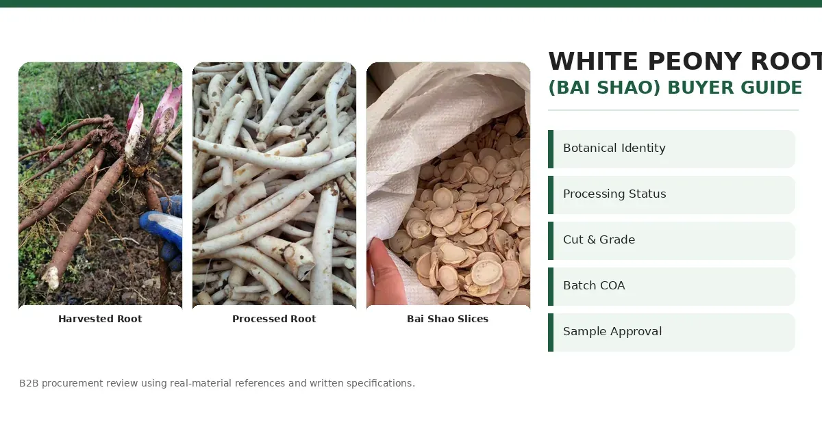 White Peony Root Bai Shao whole root and slices prepared for bulk buyer specification review