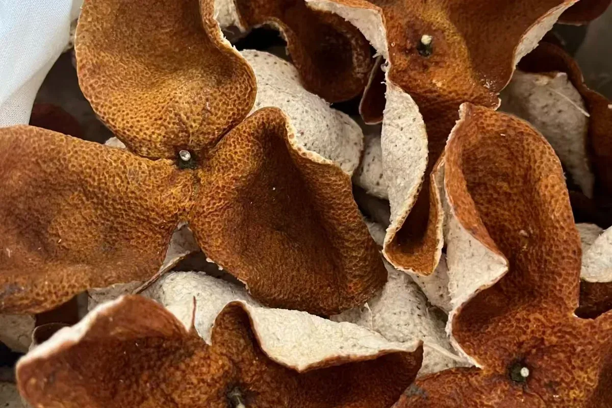 Dried tangerine peel (chen pi), whole peel, outer side