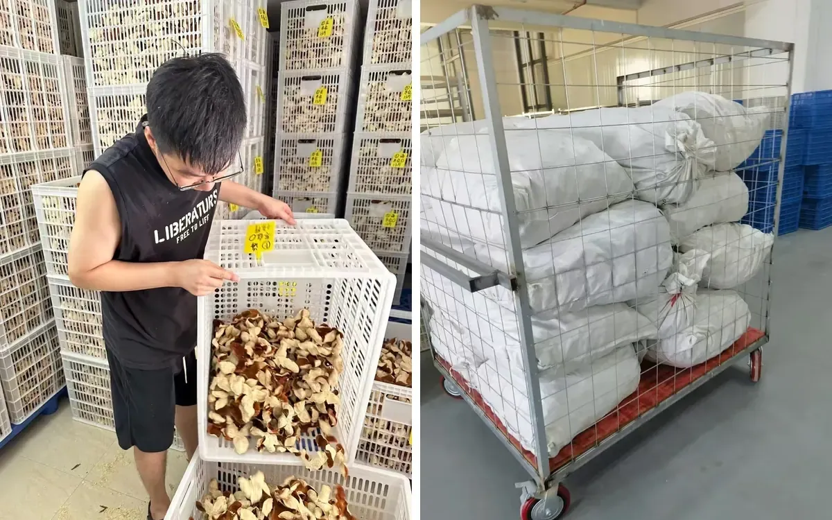 Bulk dried tangerine peel in storage bags
